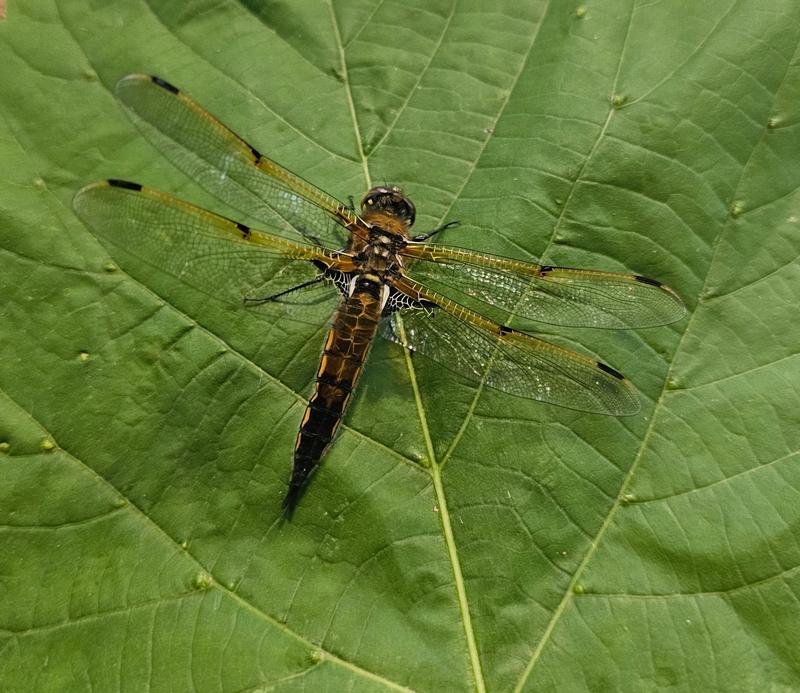 Photo of Four-spotted Skimmer