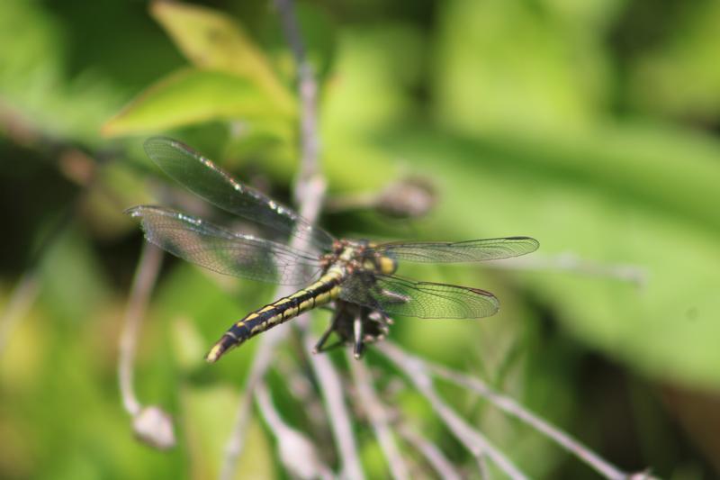 Photo of Dusky Clubtail