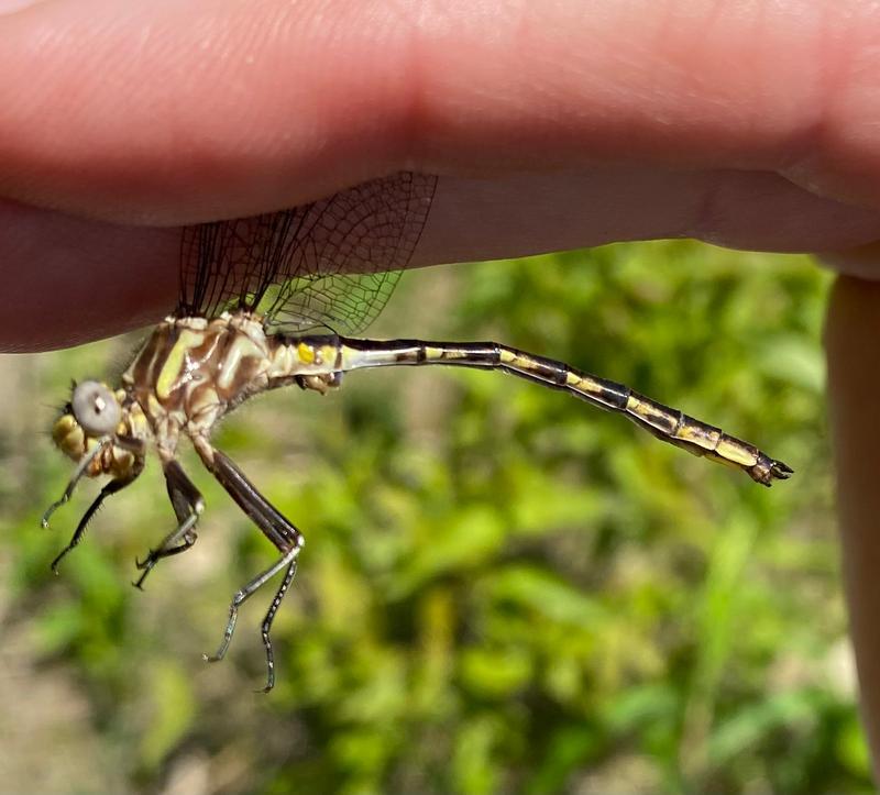 Photo of Dusky Clubtail