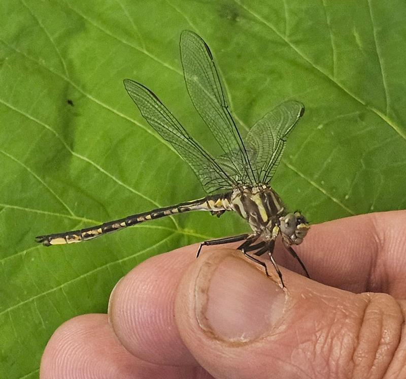 Photo of Dusky Clubtail