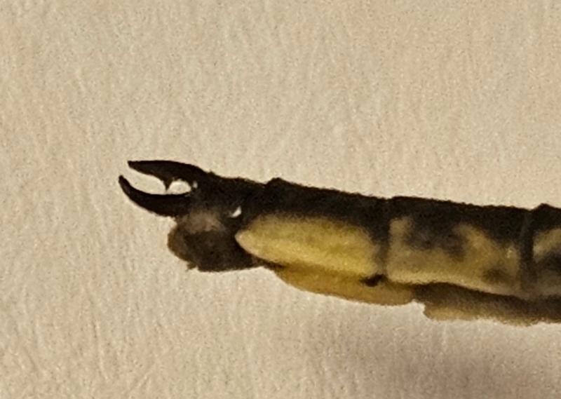 Photo of Dusky Clubtail