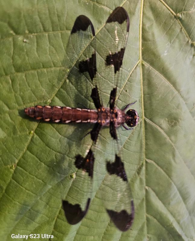 Photo of Common Whitetail