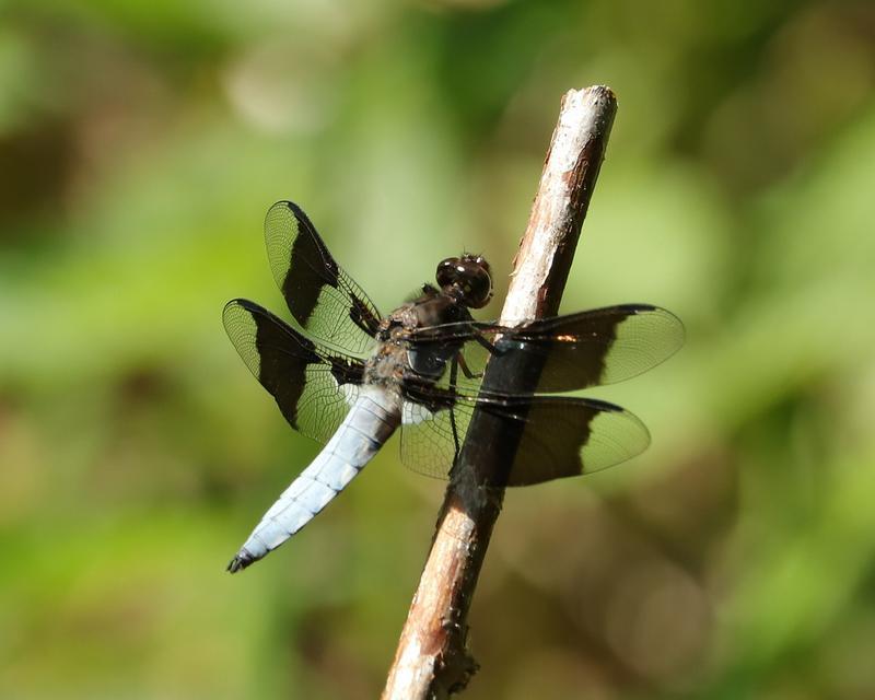 Photo of Common Whitetail