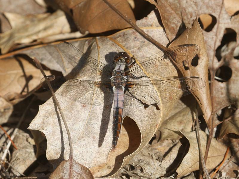 Photo of Chalk-fronted Corporal