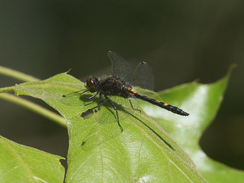 Photo of Dot-tailed Whiteface