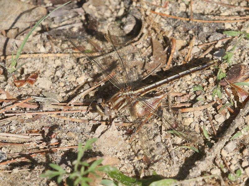 Photo of Dusky Clubtail