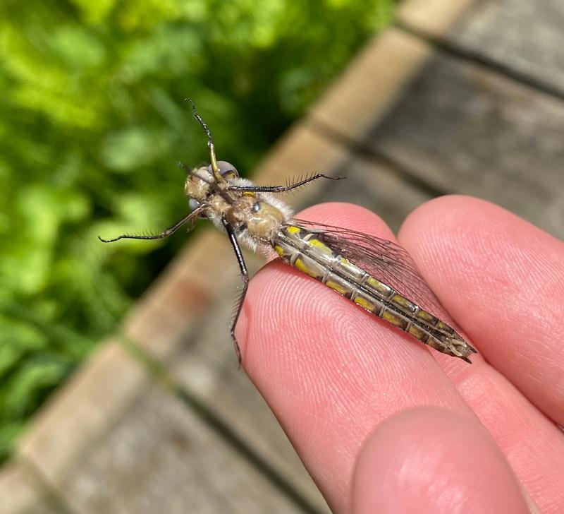 Photo of Common Baskettail