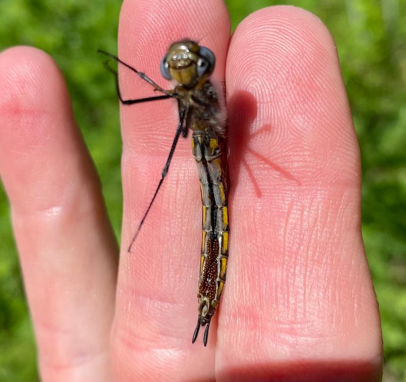 Photo of Spiny Baskettail