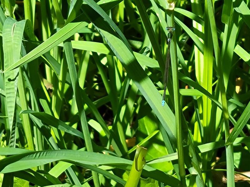 Photo of Sedge Sprite