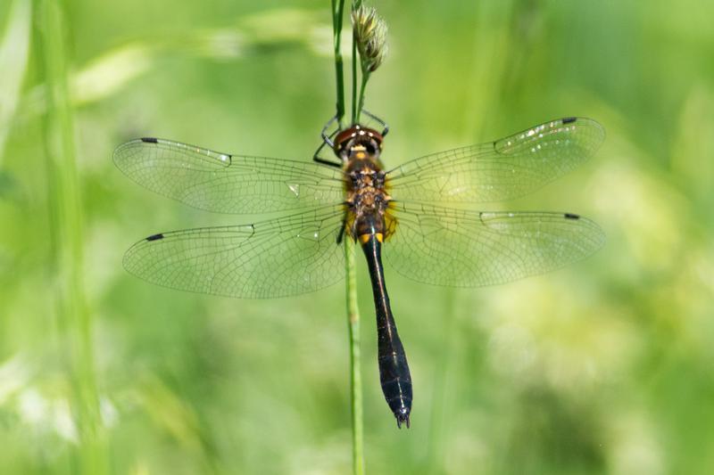 Photo of Racket-tailed Emerald