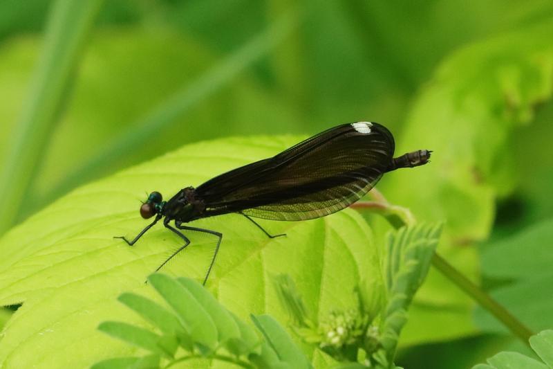 Photo of Ebony Jewelwing