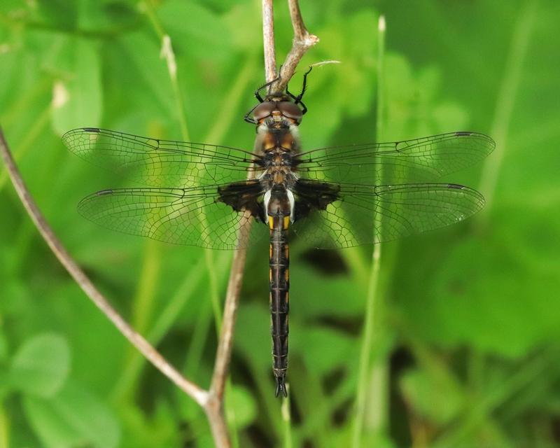 Photo of Common Baskettail