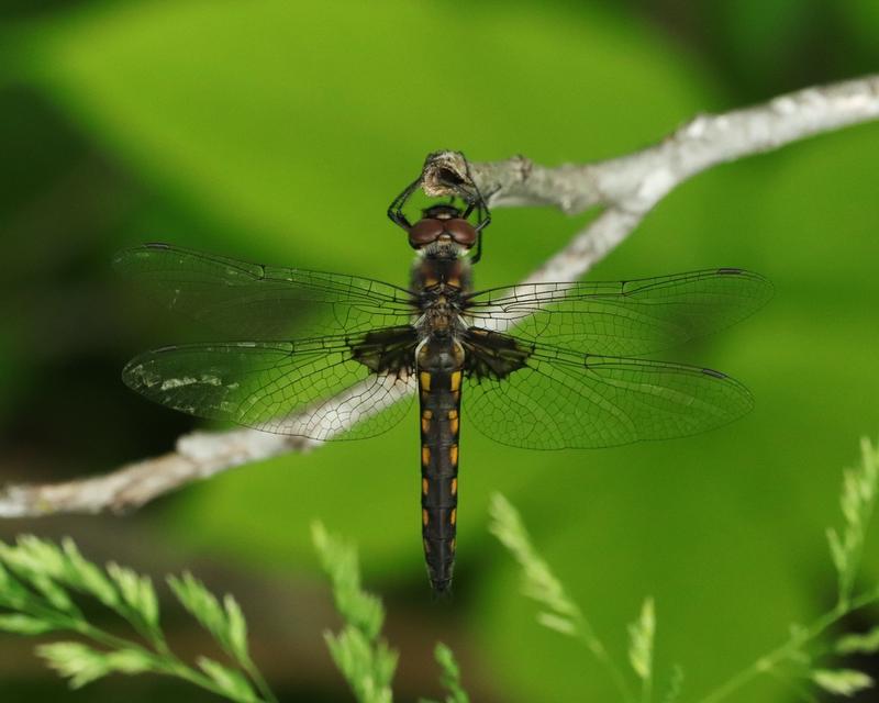 Photo of Common Baskettail