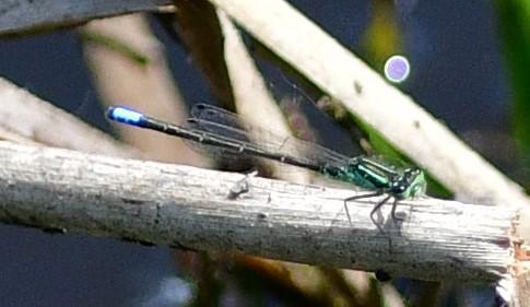 Photo of Eastern Forktail