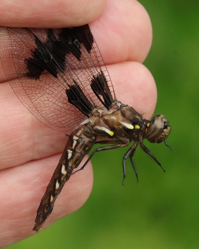 Photo of Common Whitetail