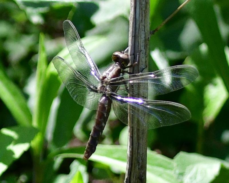 Photo of Common Whitetail