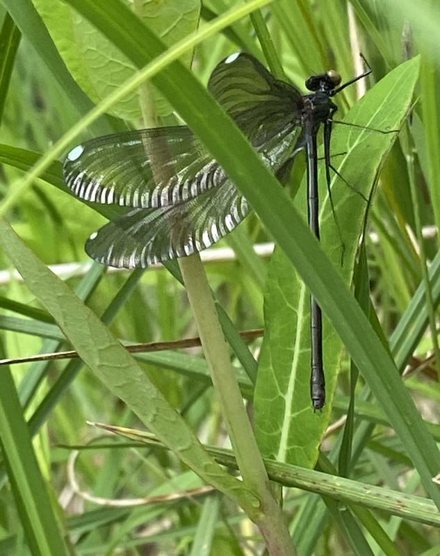 Photo of Ebony Jewelwing