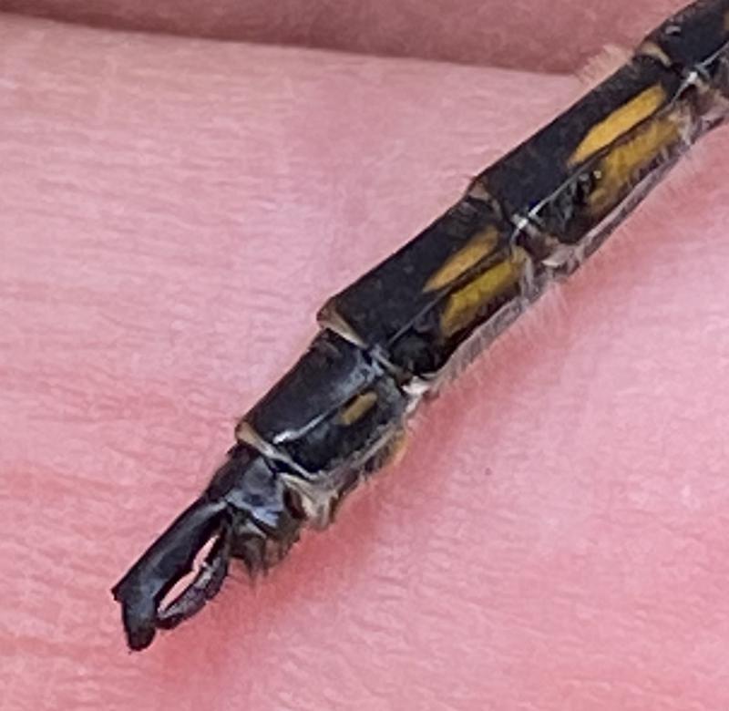 Photo of Beaverpond Baskettail
