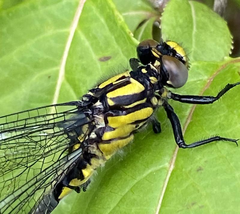 Photo of Midland Clubtail