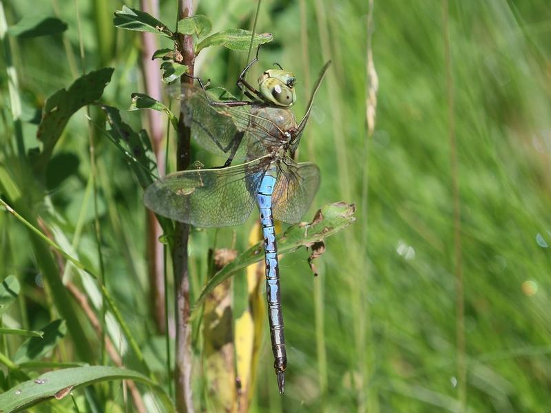 Photo of Common Green Darner