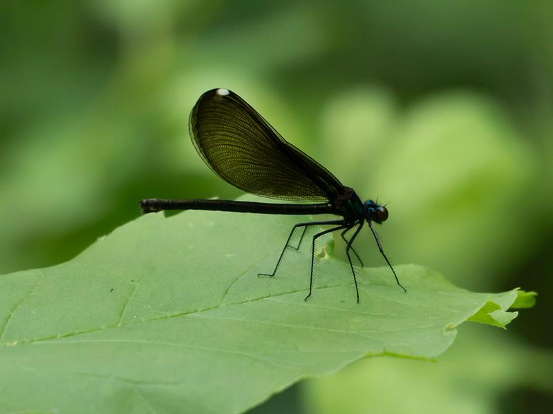 Photo of Ebony Jewelwing