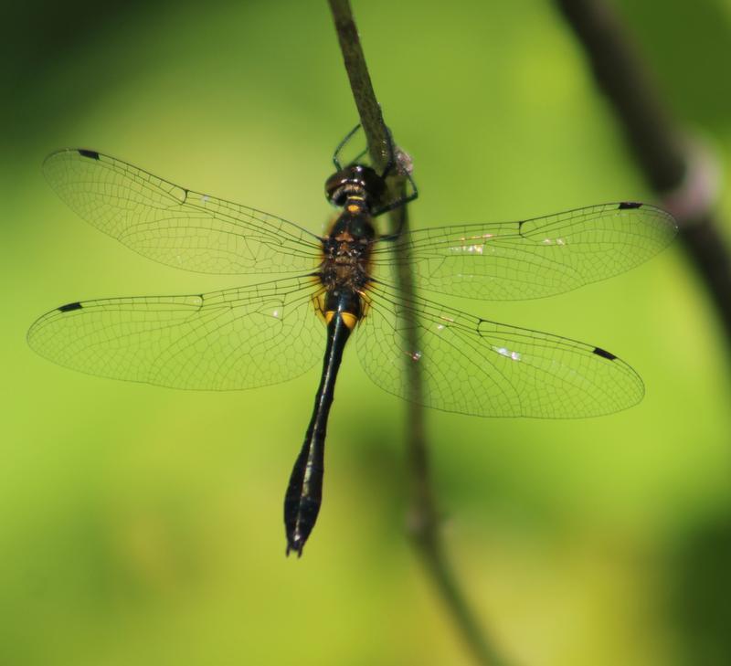Photo of Racket-tailed Emerald