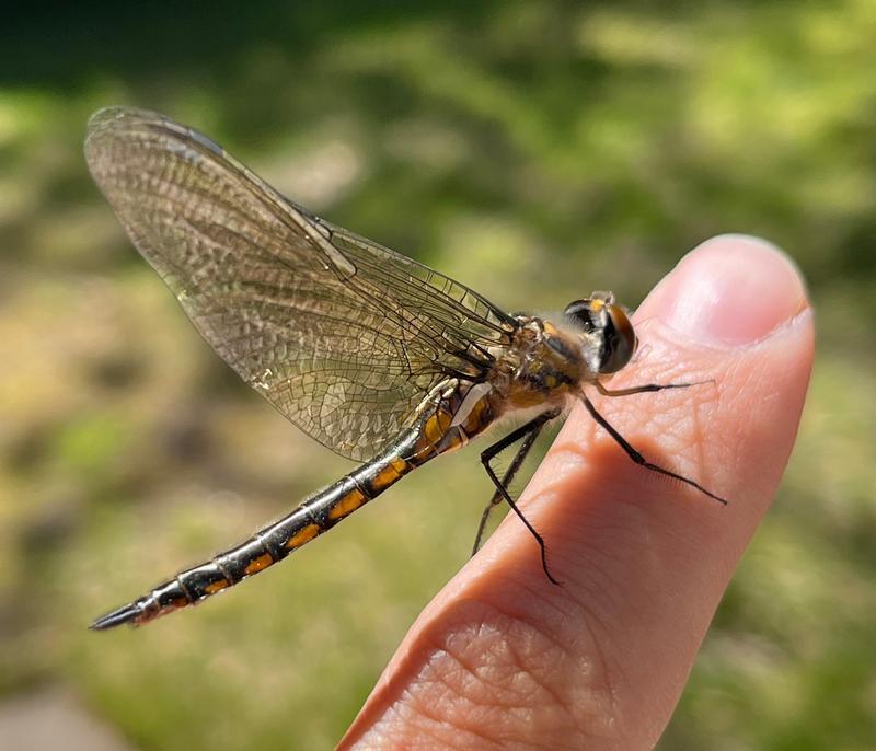 Photo of Spiny Baskettail