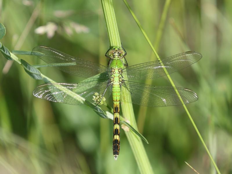 Photo of Eastern Pondhawk