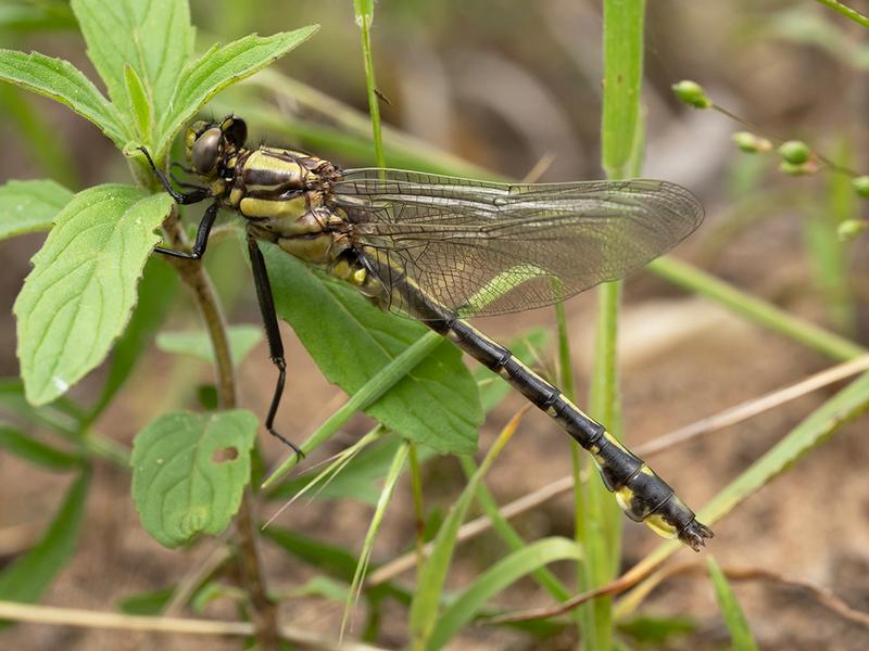 Photo of Midland Clubtail