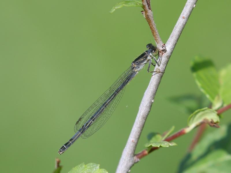 Photo of Eastern Forktail