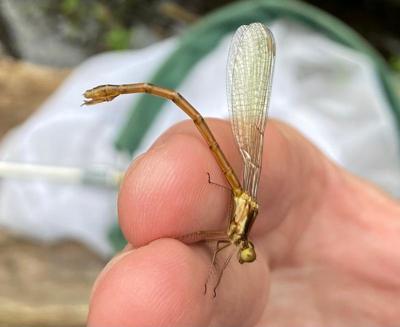 Photo of Emerald Spreadwing