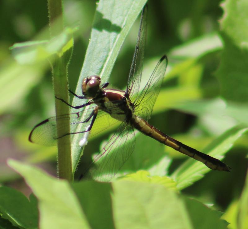 Photo of Slaty Skimmer