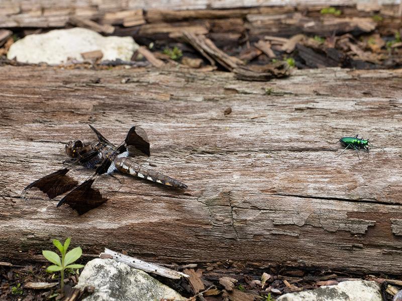 Photo of Common Whitetail