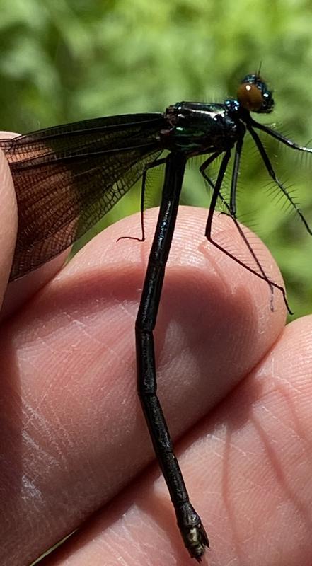 Photo of Ebony Jewelwing