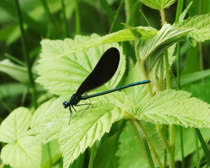 Photo of Ebony Jewelwing