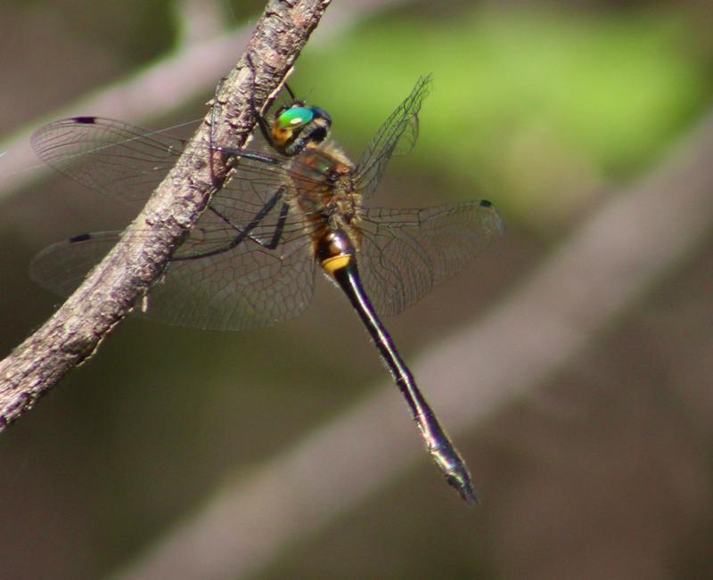 Photo of Racket-tailed Emerald