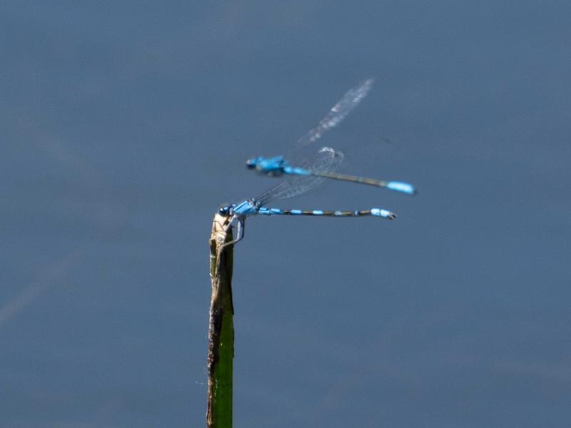 Photo of Tule Bluet