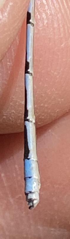 Photo of Familiar Bluet