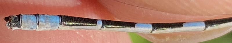 Photo of Tule Bluet