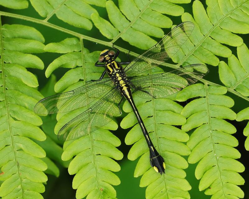 Photo of Cobra Clubtail