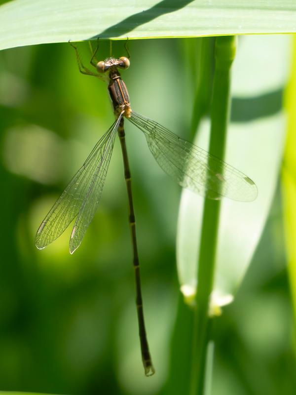 Photo of Slender Spreadwing