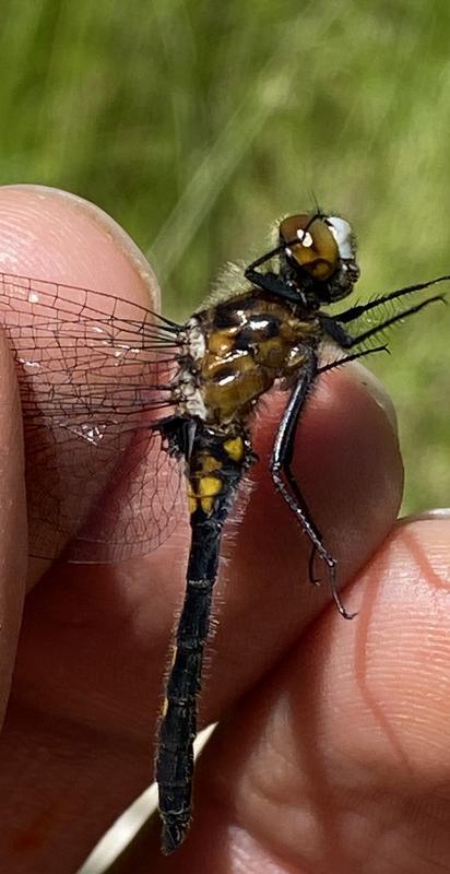 Photo of Dot-tailed Whiteface