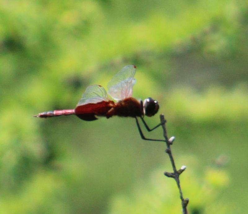 Photo of Carolina Saddlebags