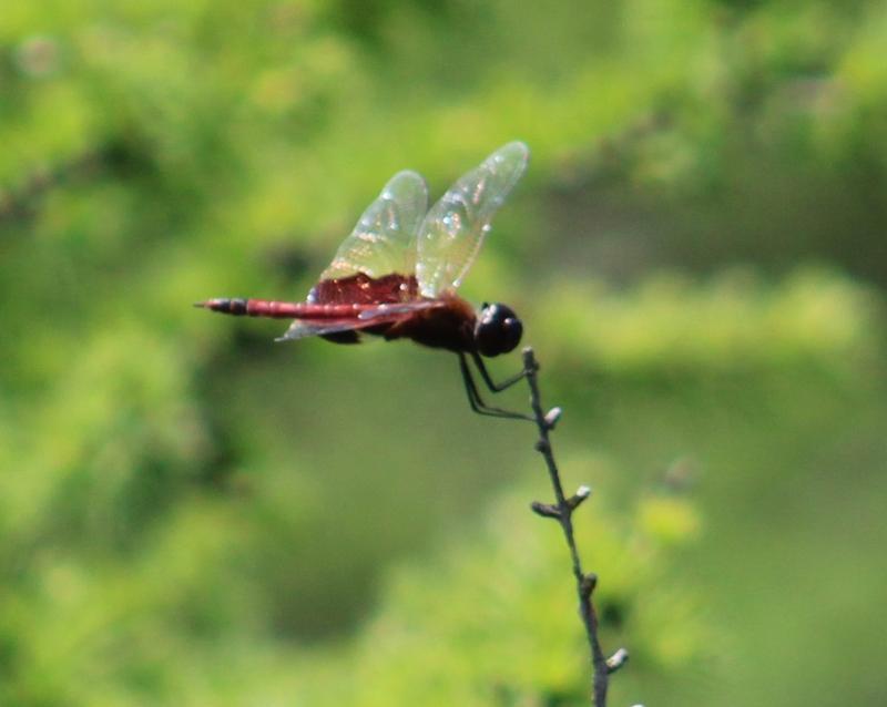 Photo of Carolina Saddlebags