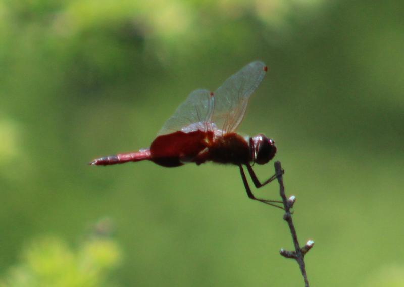 Photo of Carolina Saddlebags
