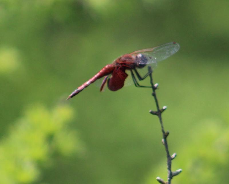 Photo of Carolina Saddlebags