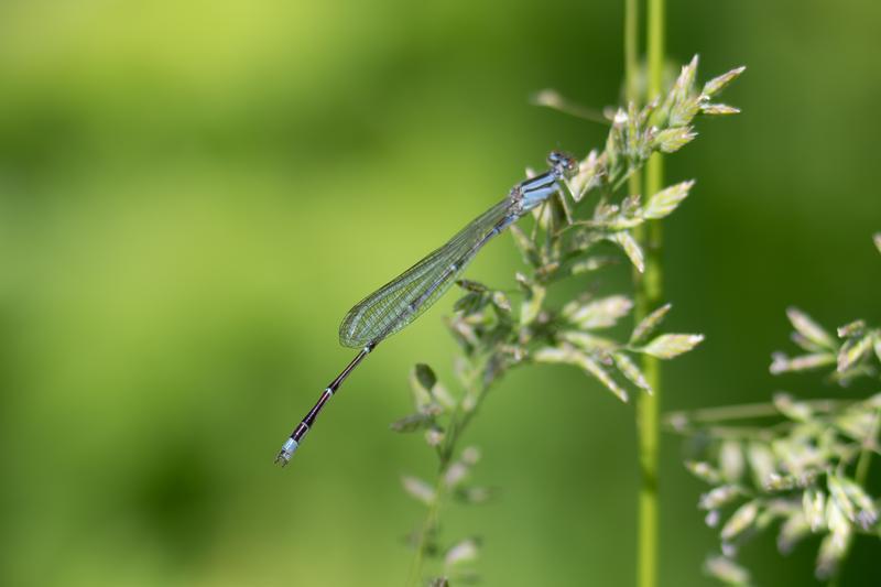 Photo of Orange Bluet