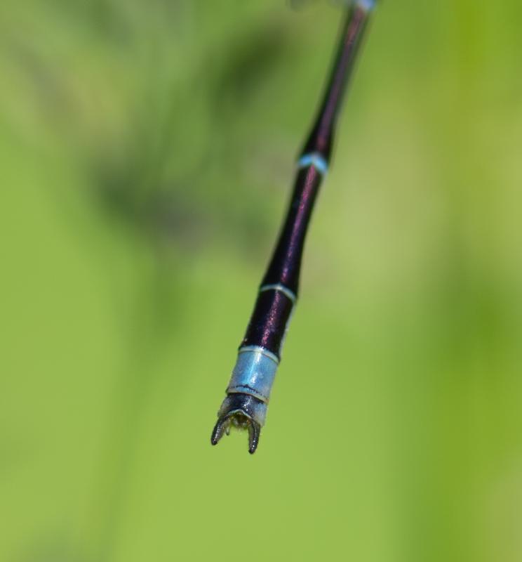 Photo of Orange Bluet