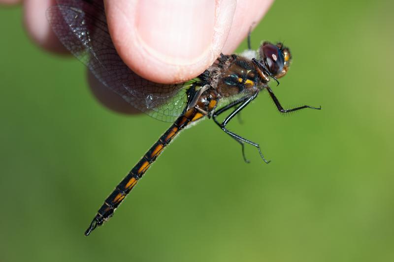 Photo of Common Baskettail