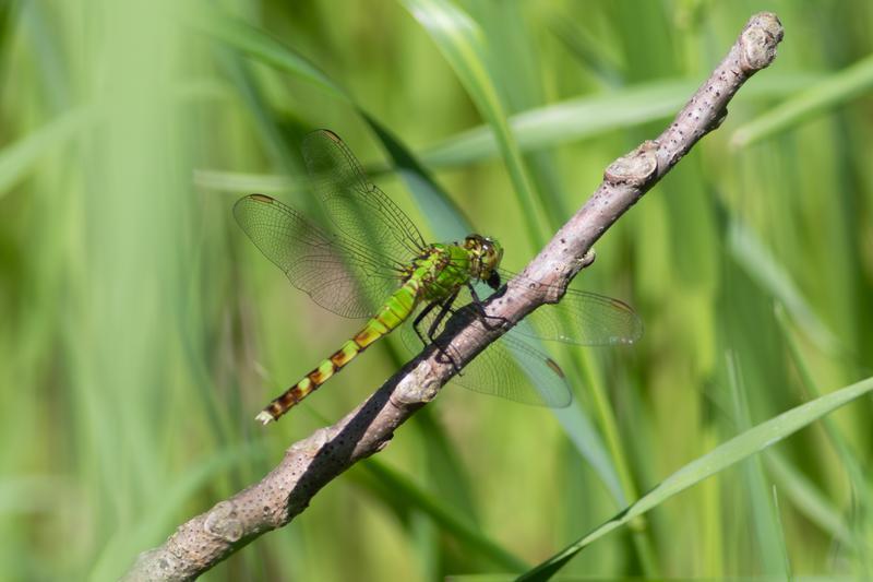 Photo of Eastern Pondhawk